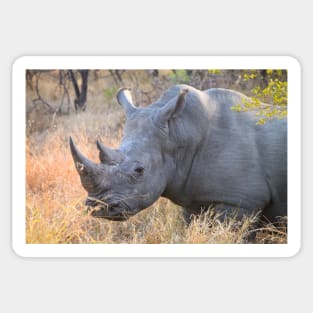 White rhinoceros rhino in Kruger National Park, South Africa Sticker